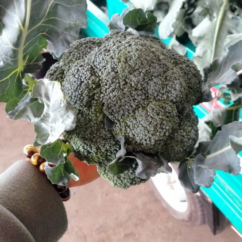 精品西兰花