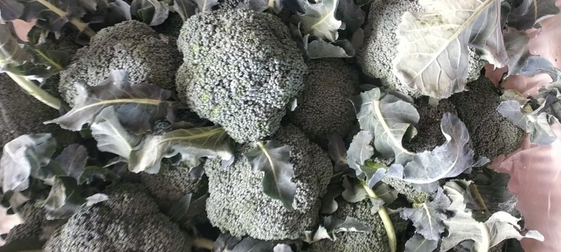 精品西兰花