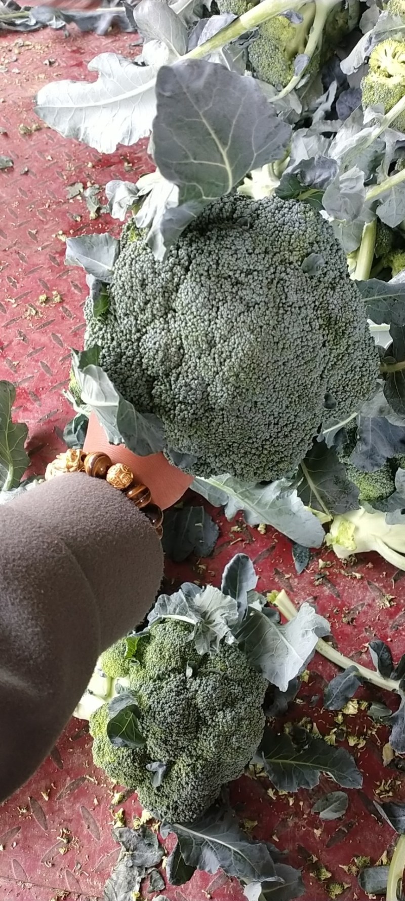 精品西兰花