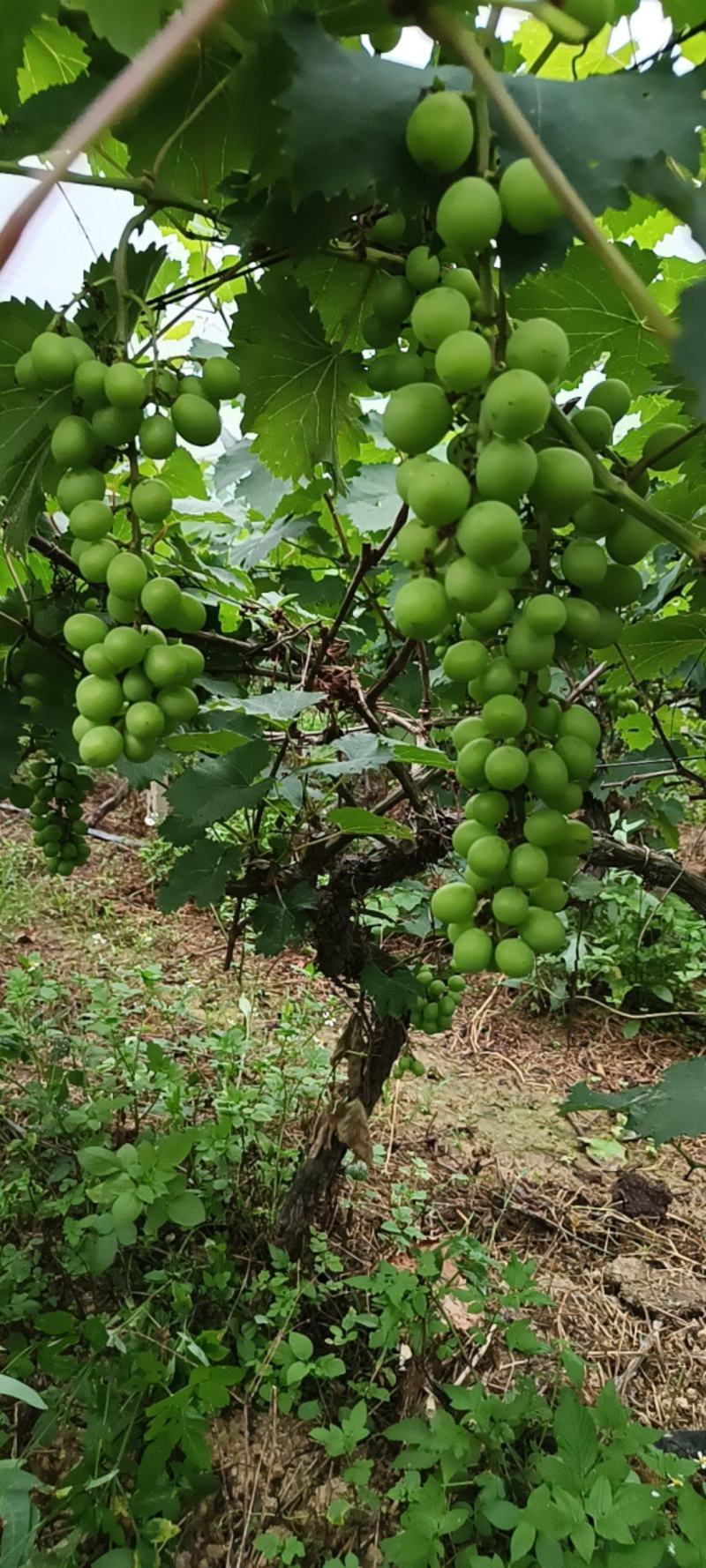 葡萄树(适合南北方果园，庭院，盆栽种植)结果多多