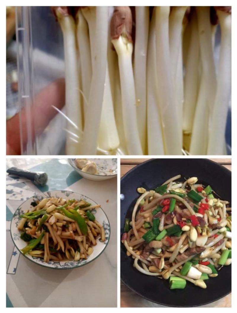 专业水培花生芽豌豆苗黑豆苗等