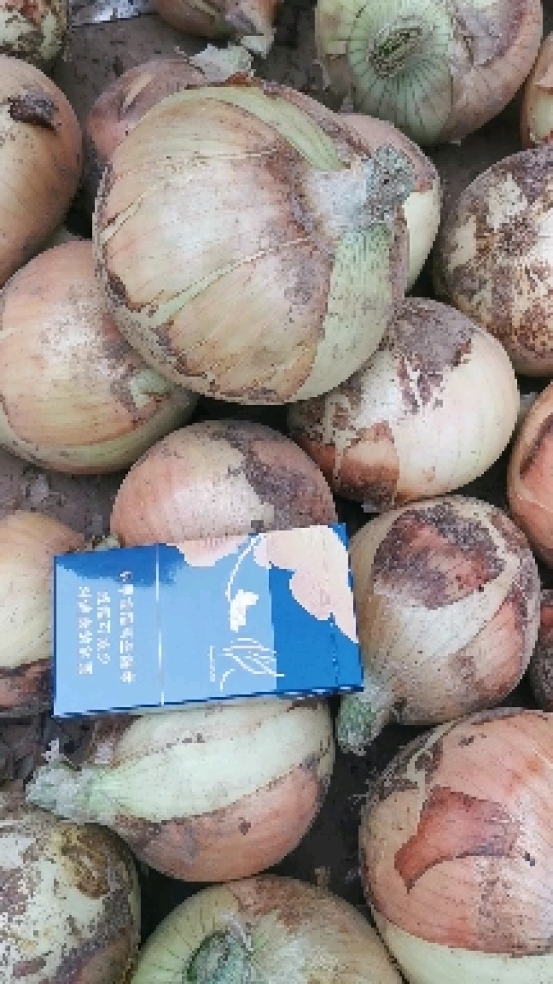 山东济宁黄皮洋葱大量上市！物美价廉，品质保证