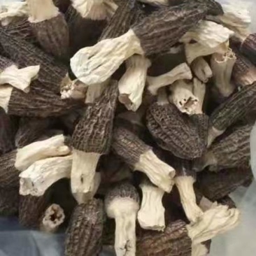 羊肚菌