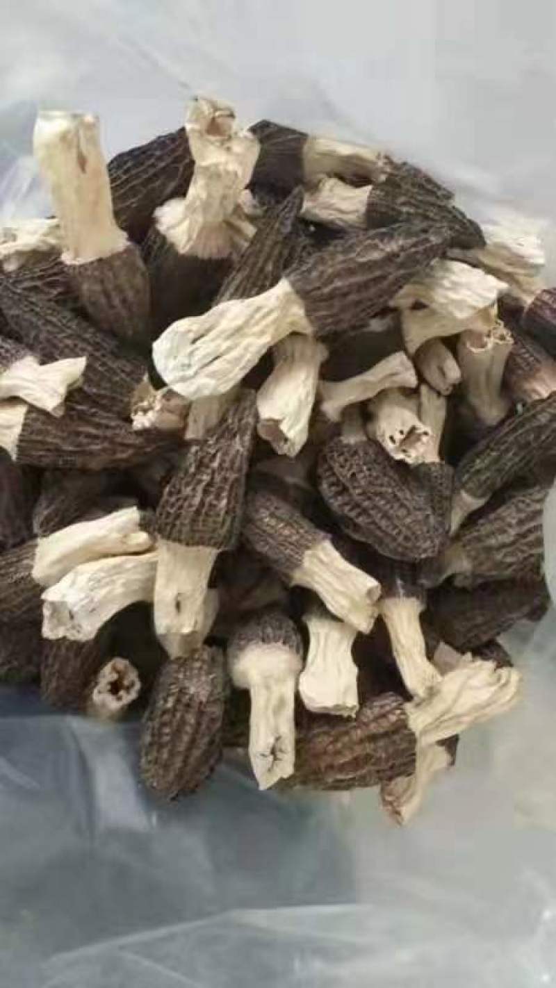 羊肚菌