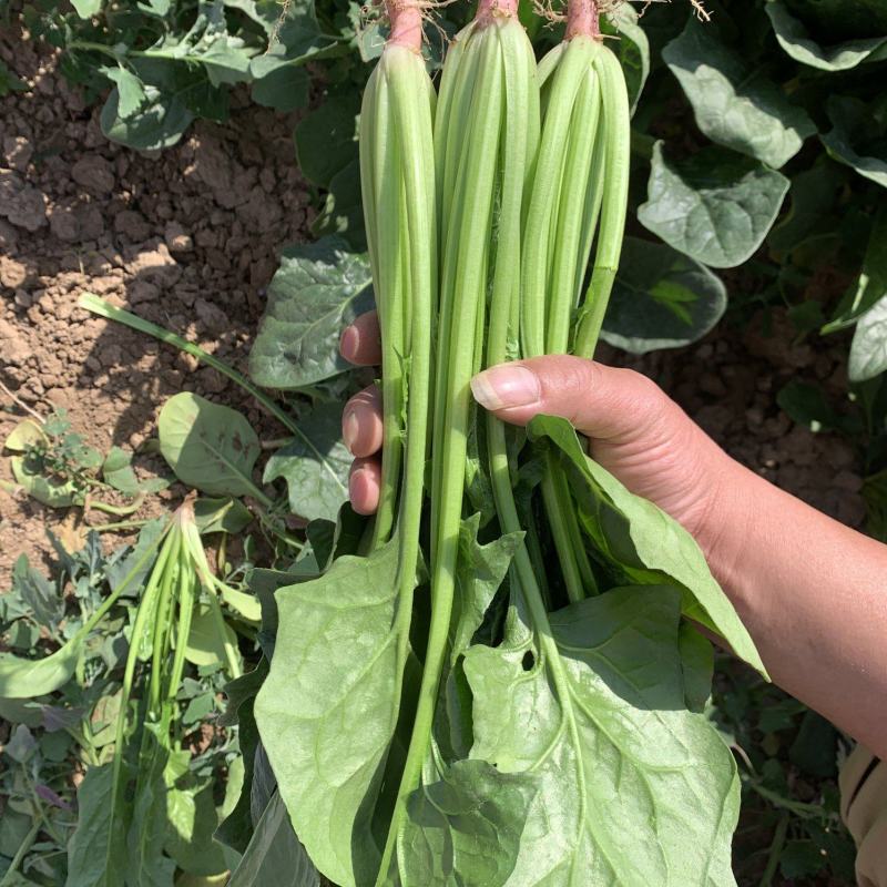 宁夏供港菠菜