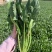 宁夏供港菠菜