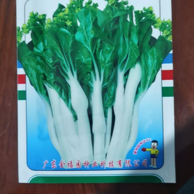 白菜苔种子，侧苔生长快，多次采收
