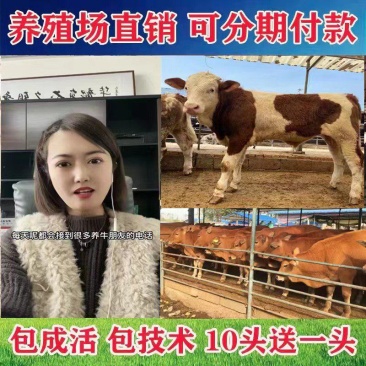 出售品种牛犊，包送货，有需要的咨询我，价格合适