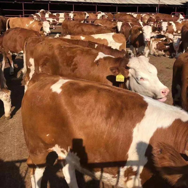 出售品种牛犊，包送货，有需要的咨询我，价格合适