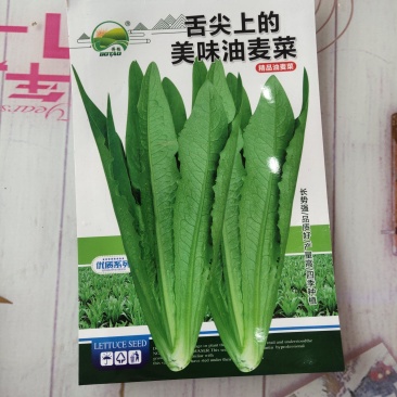 舌尖上的美味油麦菜耐寒耐热性均比较强周期70天香米型香味