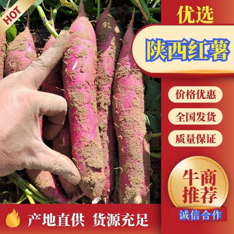 秦薯5号大量上市大荔产地品质供货诚信经营欢迎采购