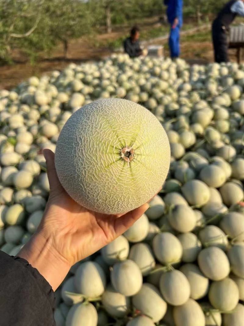 《精选》山东烟台海阳网纹瓜/甜蜜多汁/对接各大市场商超