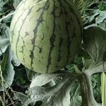 2k小西瓜