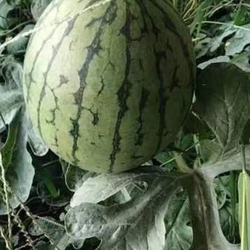 2k小西瓜