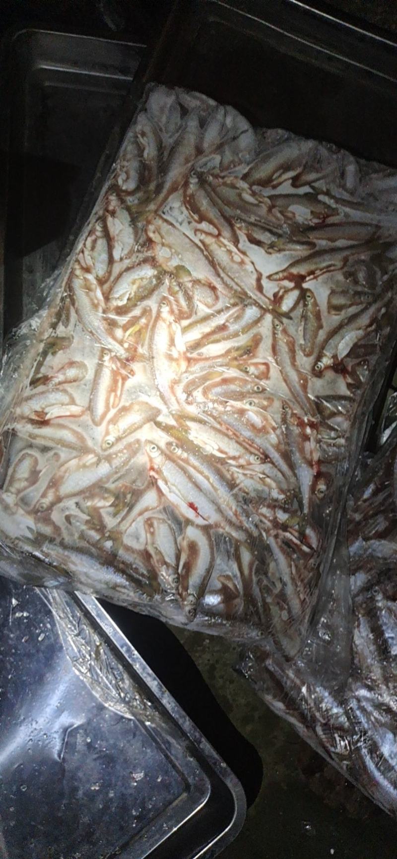 【】优选，白条鱼，对接发货，质量保证，非诚勿扰，全国发