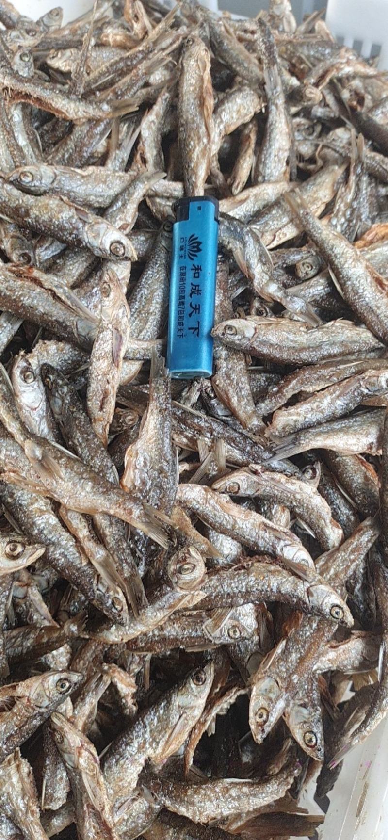 【】优选，白条鱼，对接发货，质量保证，非诚勿扰，全国发