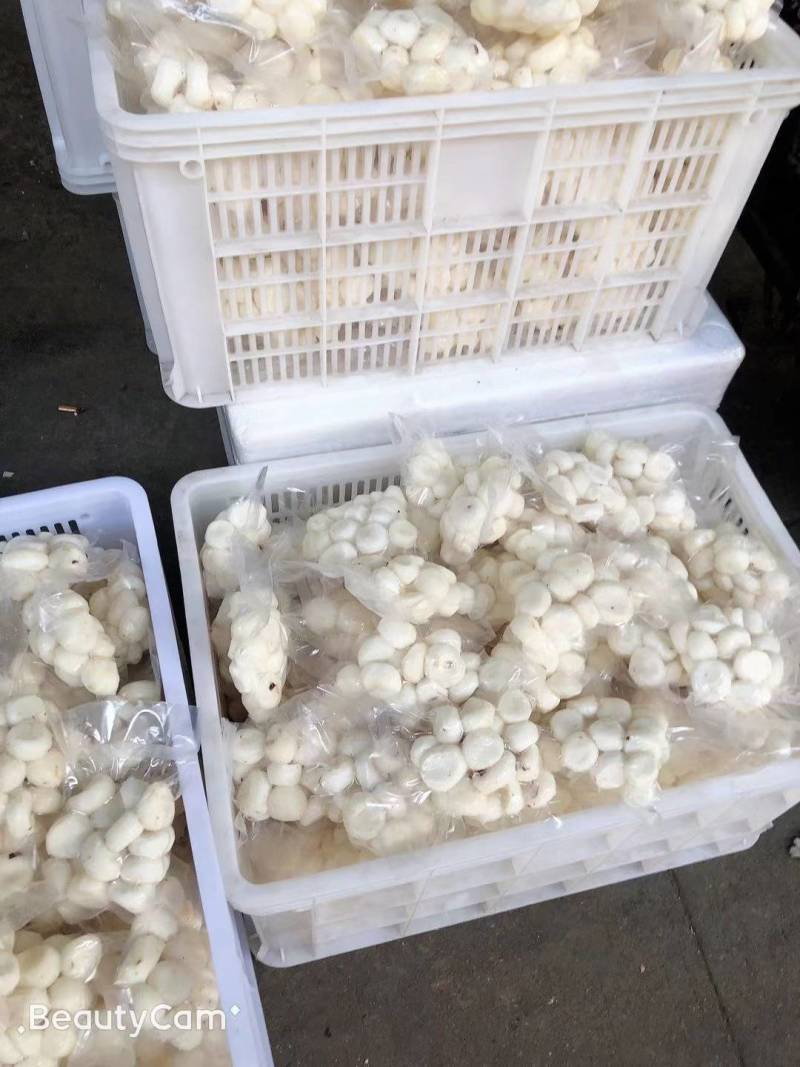 去皮马蹄！白马蹄，去皮马蹄，现削马蹄。干果不泡水，天天新