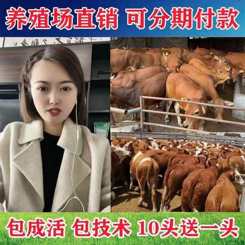 出售品种牛犊，包送货，有需要的咨询我，价格合适