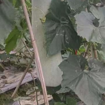 精品冬瓜白皮吊冬瓜产地直销货源充足大量供应全国发货