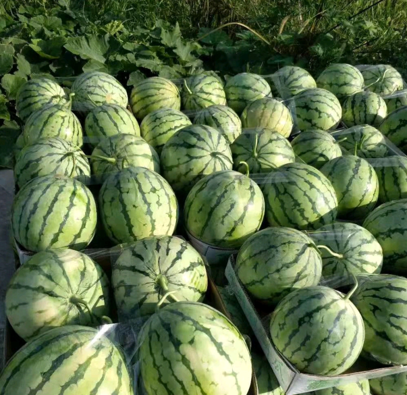 8424西瓜大量上市中，基地直销，可对接批发商超，来咨询