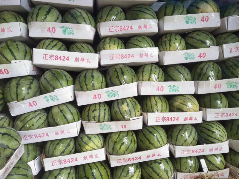 8424西瓜大量上市中，基地直销，可对接批发商超，来咨询