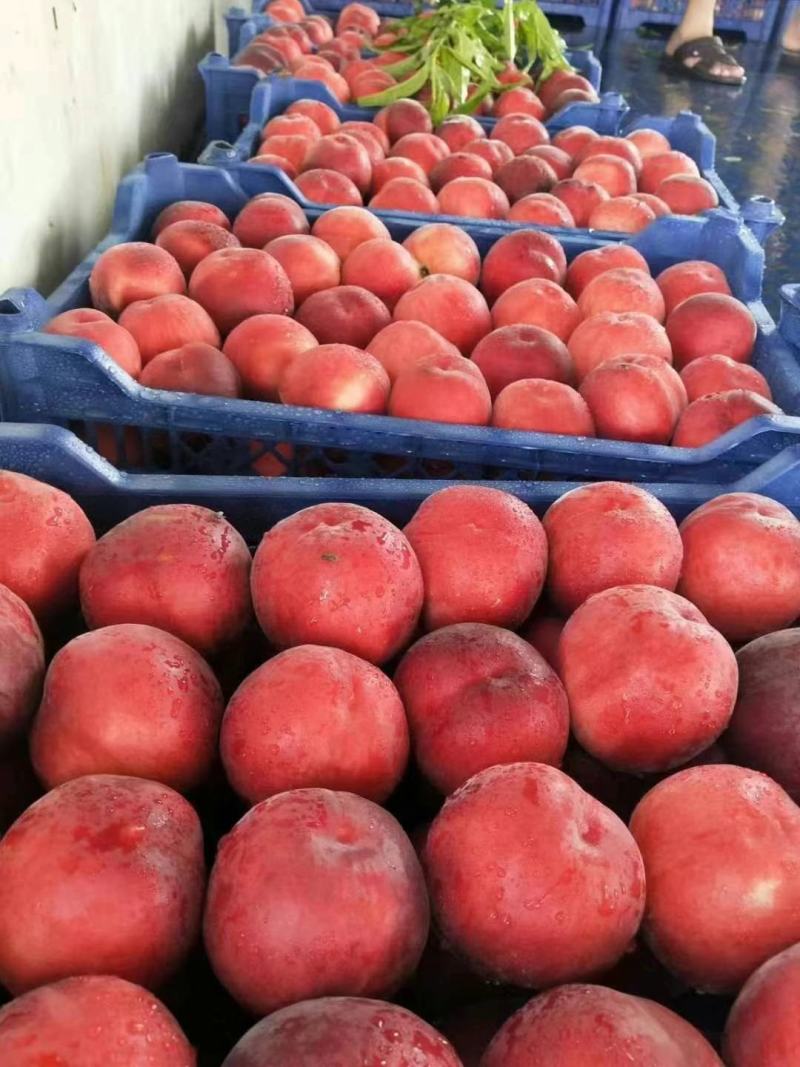 水密桃。春雪桃六月十号大量上市万亩桃子基地，品种甚多