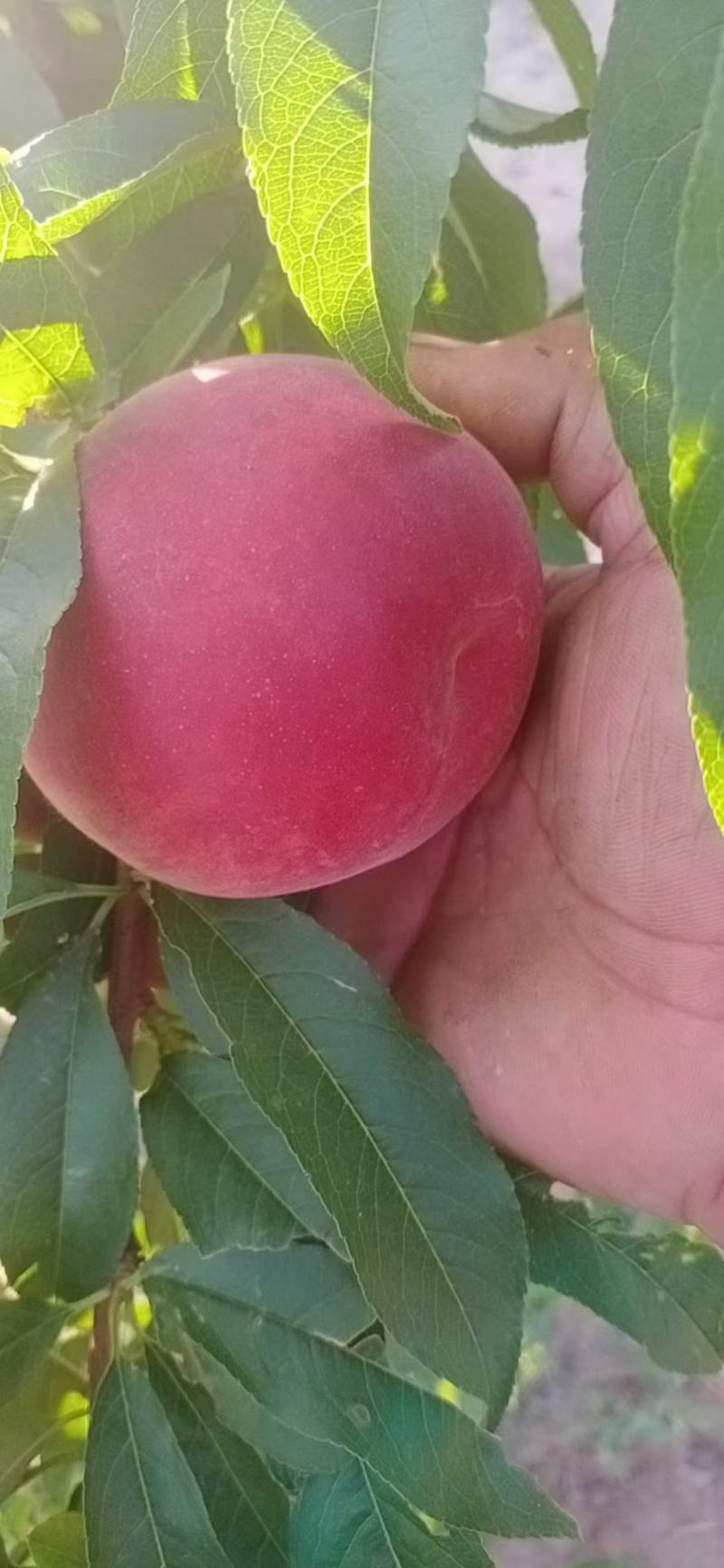水密桃。春雪桃六月十号大量上市万亩桃子基地，品种甚多