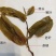 少数民族拉祜族特色千年传承古树普洱茶