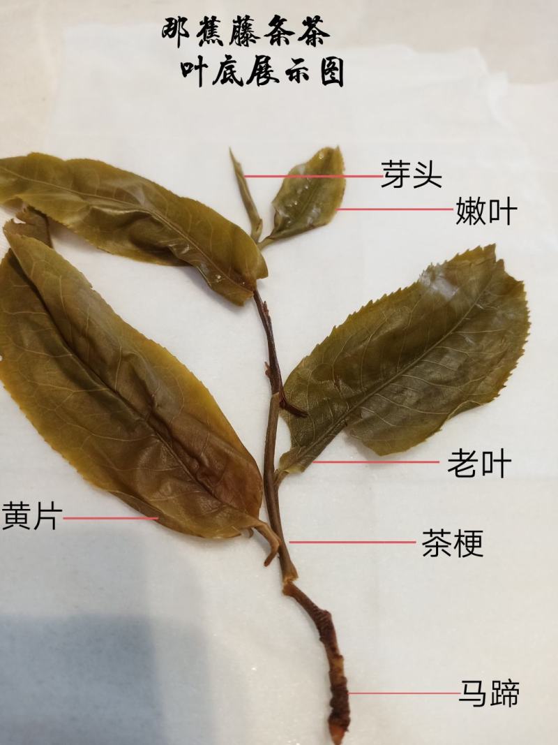 少数民族拉祜族特色千年传承古树普洱茶
