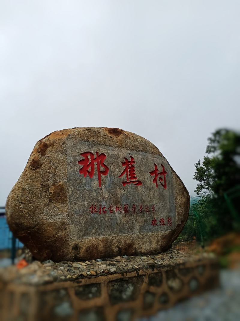 少数民族拉祜族特色千年传承古树普洱茶