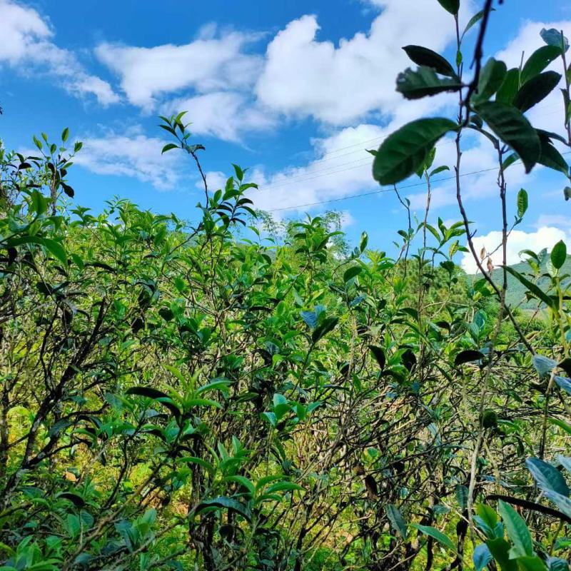 少数民族拉祜族特色千年传承古树普洱茶