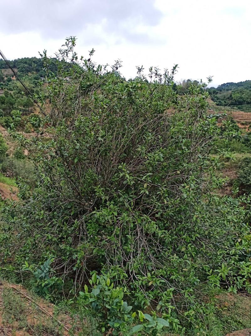 少数民族拉祜族特色千年传承古树普洱茶