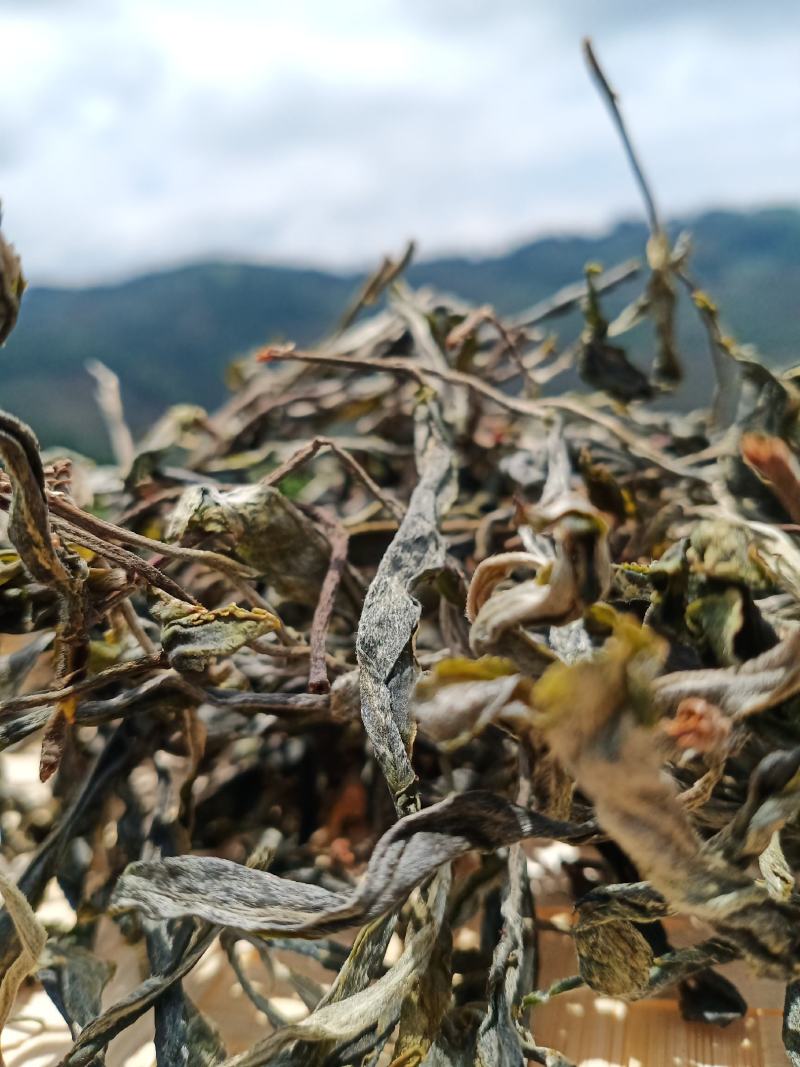 少数民族拉祜族特色千年传承古树普洱茶