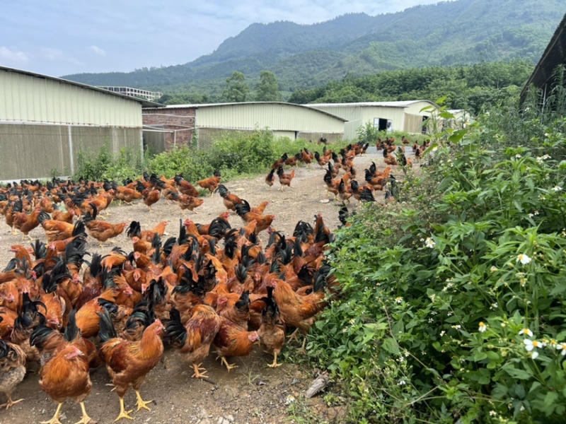 广东阳江活鸡走地鸡基量大从优，欢迎各位老板随时致电