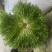 辽宁沈阳苦菊大量上市，一手货源