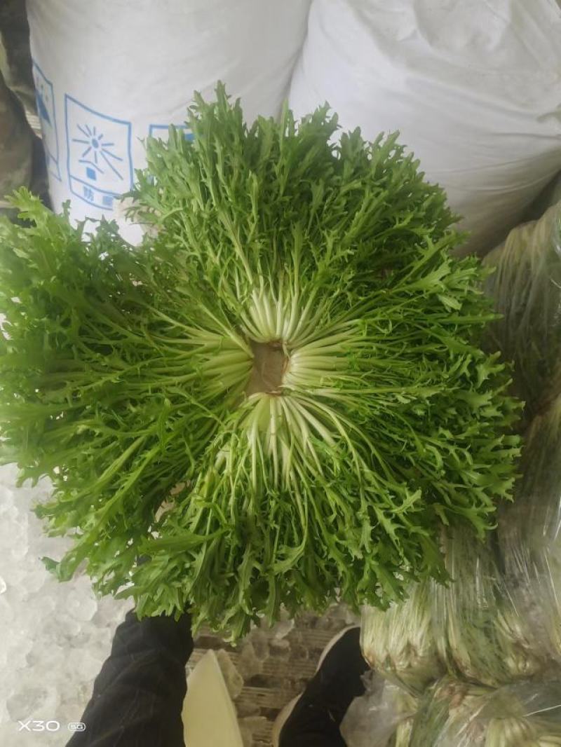 辽宁沈阳苦菊大量上市，一手货源