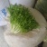 辽宁沈阳苦菊大量上市，一手货源