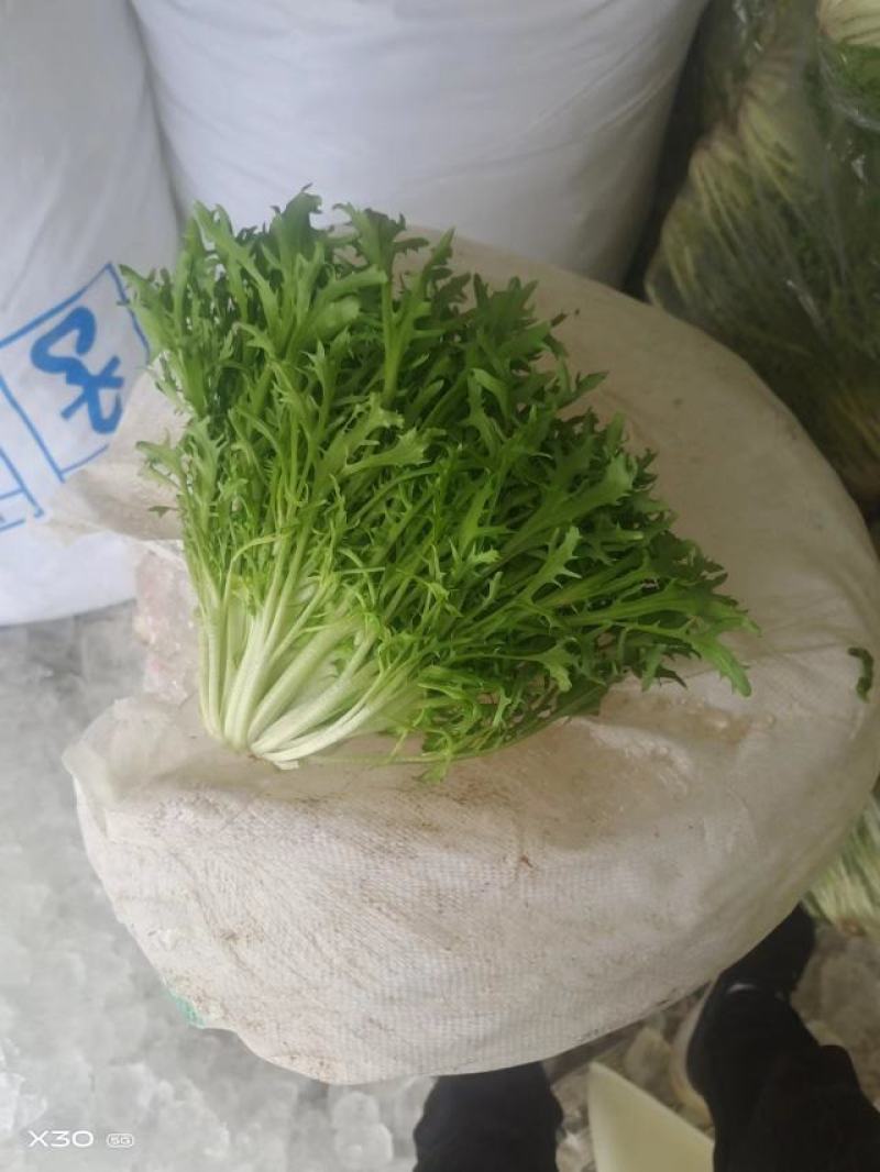 辽宁沈阳苦菊大量上市，一手货源
