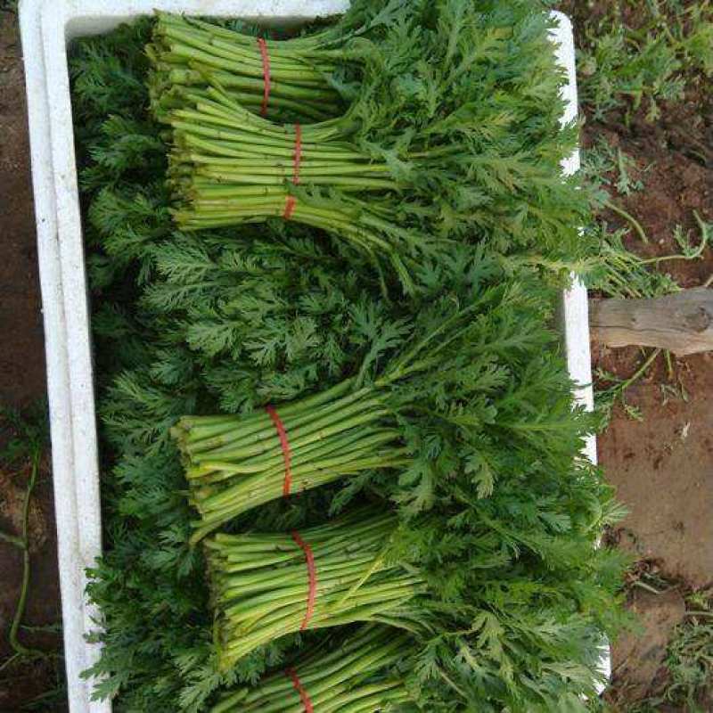 【热卖】银川小叶茼蒿自产自销大量上市可视频看货