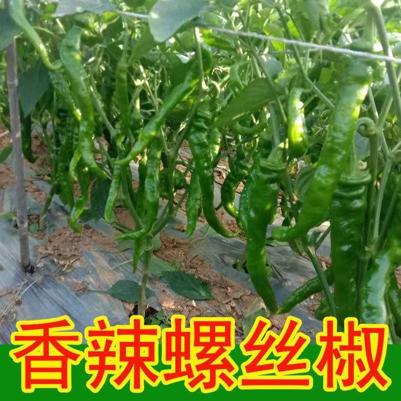 【热卖】银川辣椒螺丝椒龙椒产地直发一条龙服务