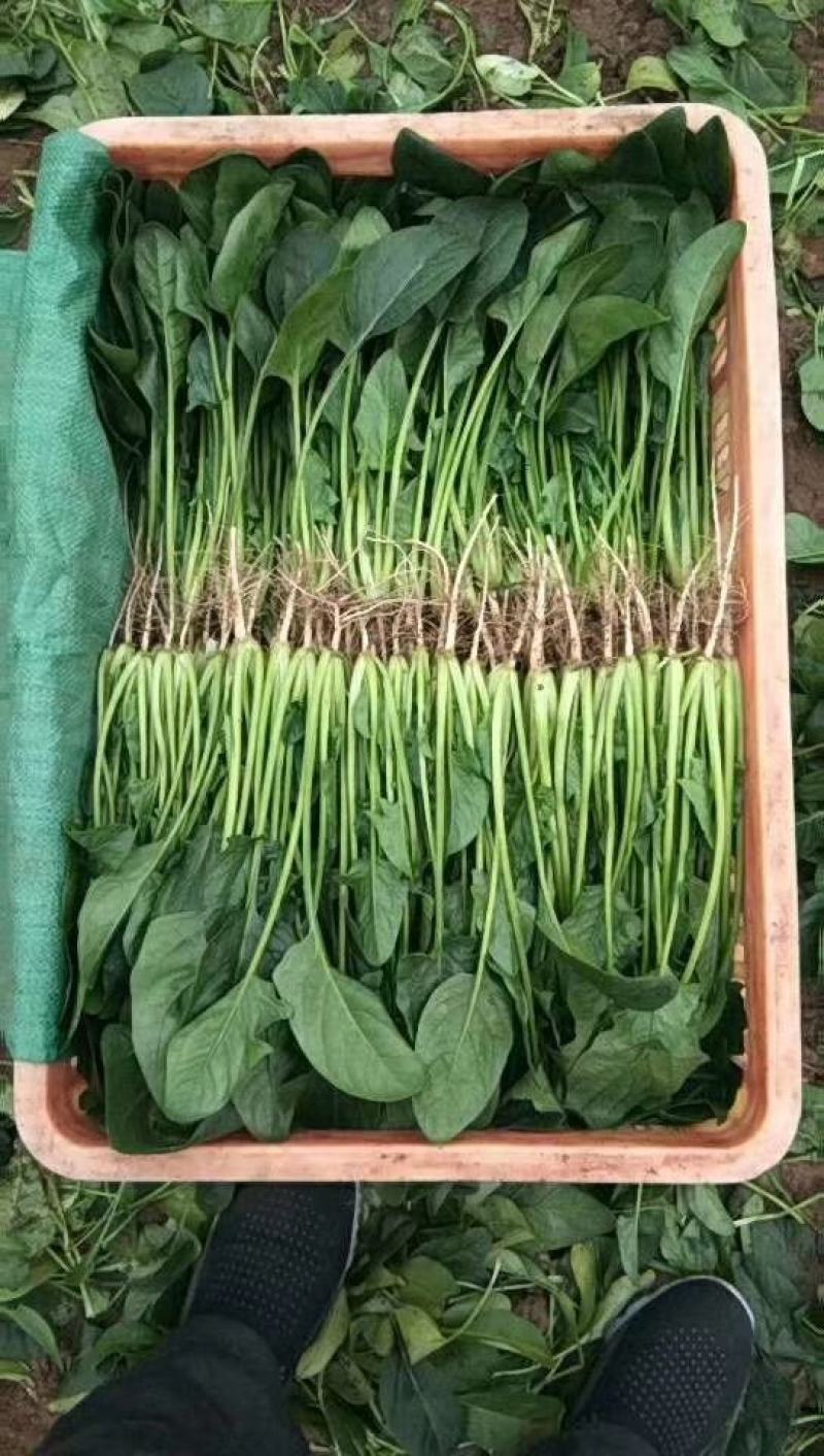 菠菜-兰州高原夏菜精品蔬菜产地直销，精品蔬菜