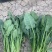 菠菜-兰州高原夏菜精品蔬菜产地直销，精品蔬菜