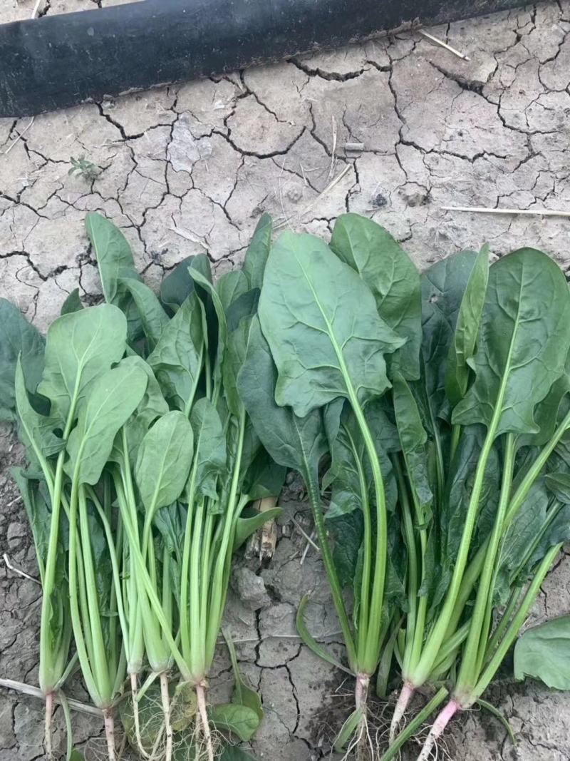 菠菜-兰州高原夏菜精品蔬菜产地直销，精品蔬菜