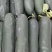 精品冬瓜白皮吊冬瓜产地直销货源充足大量供应全国发货