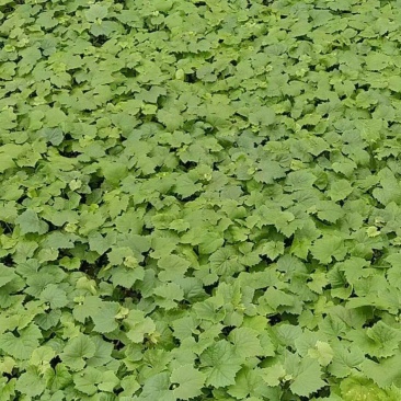 茉莉香碗苗