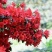 杜鹃花，映山红。