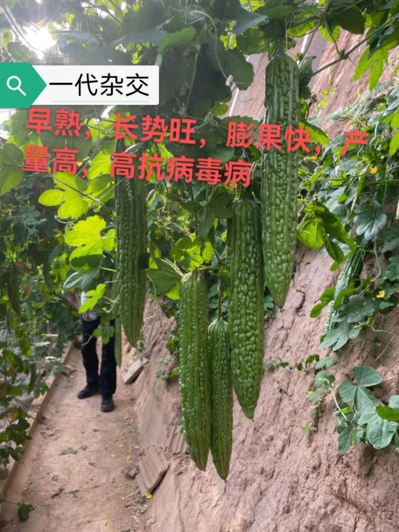 苦瓜苗杂交苦瓜苗齐顶苦瓜白珍珠苦瓜绿珍珠苦瓜苗