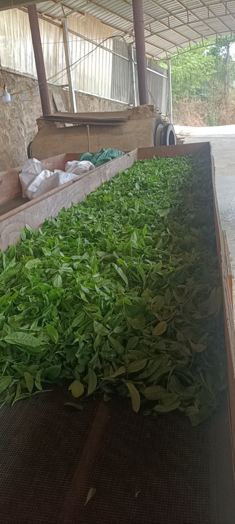 源头茶农自己家的古树茶，都是手工铁锅炒制