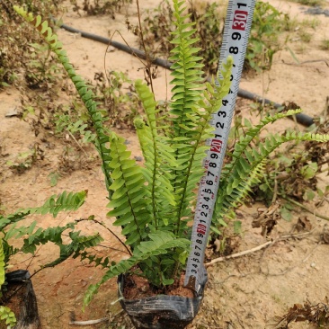 肾蕨有7斤袋，和5斤袋，物美价廉，品质保证，