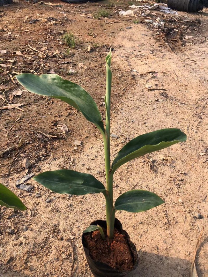 大量7⃣️斤袋花叶良姜出售